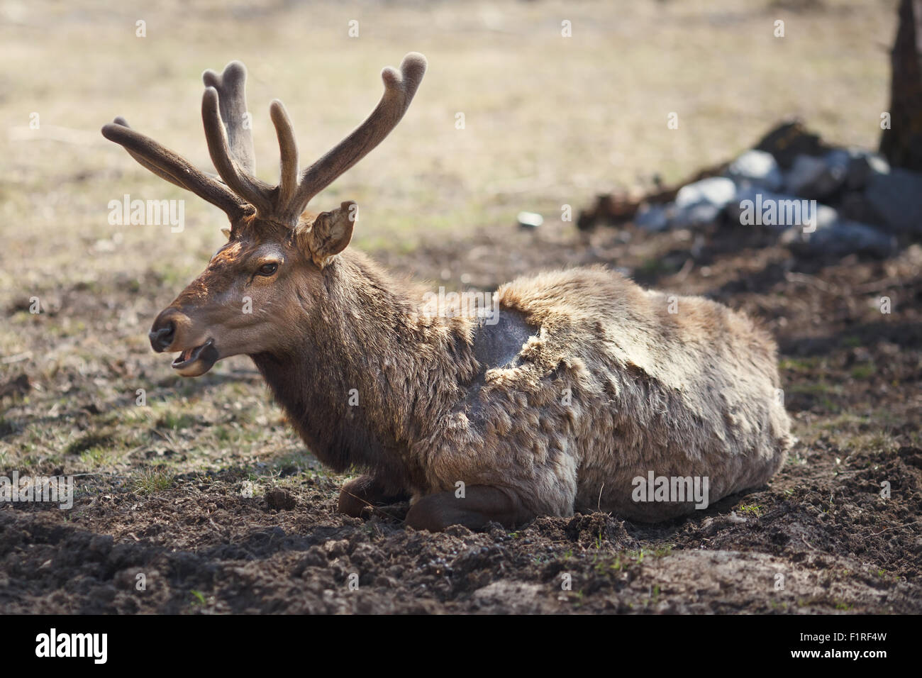 Young siberian stag with antlers (cervus elaphus) also known both as maral or red deer lying on the ground in their natural habi Stock Photo
