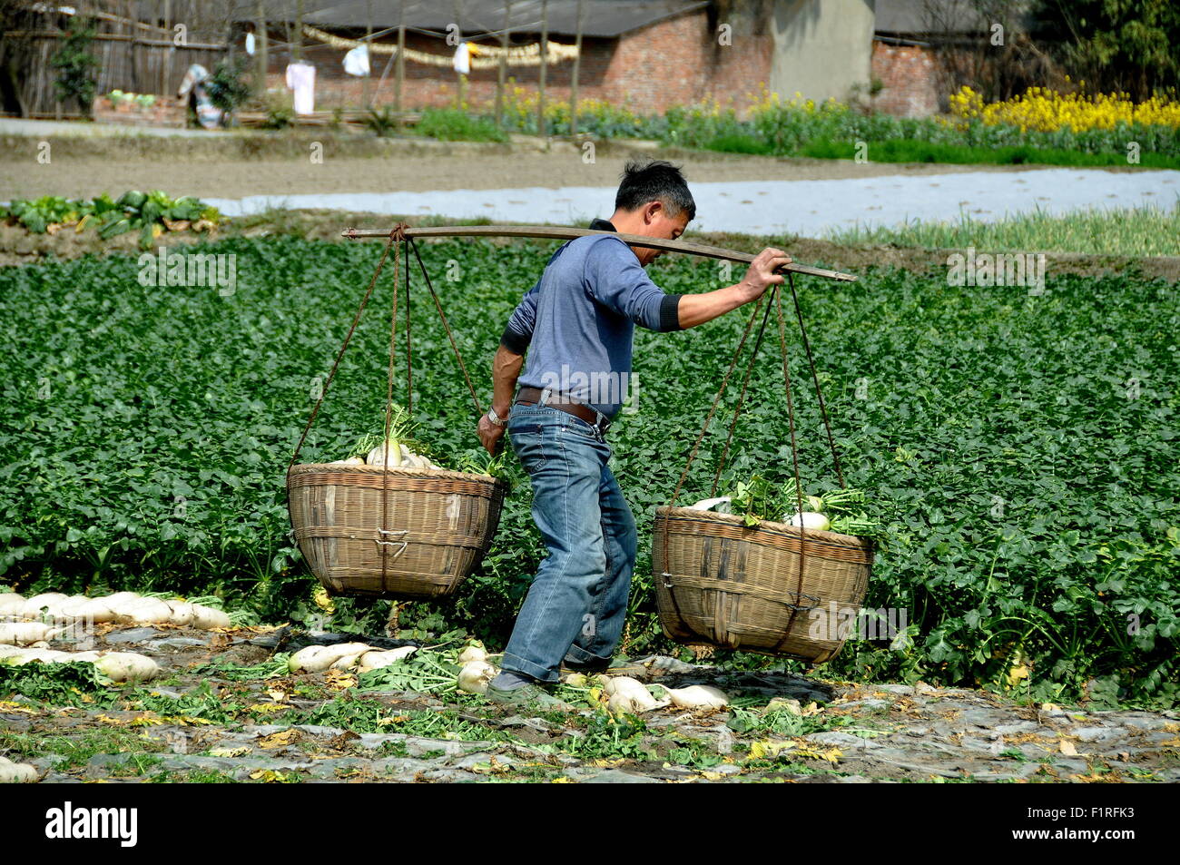 Pengzhou, China - Chinese farmer carrying two baskets filled with Daikon radishes suspended from a shoulder yoke Stock Photo