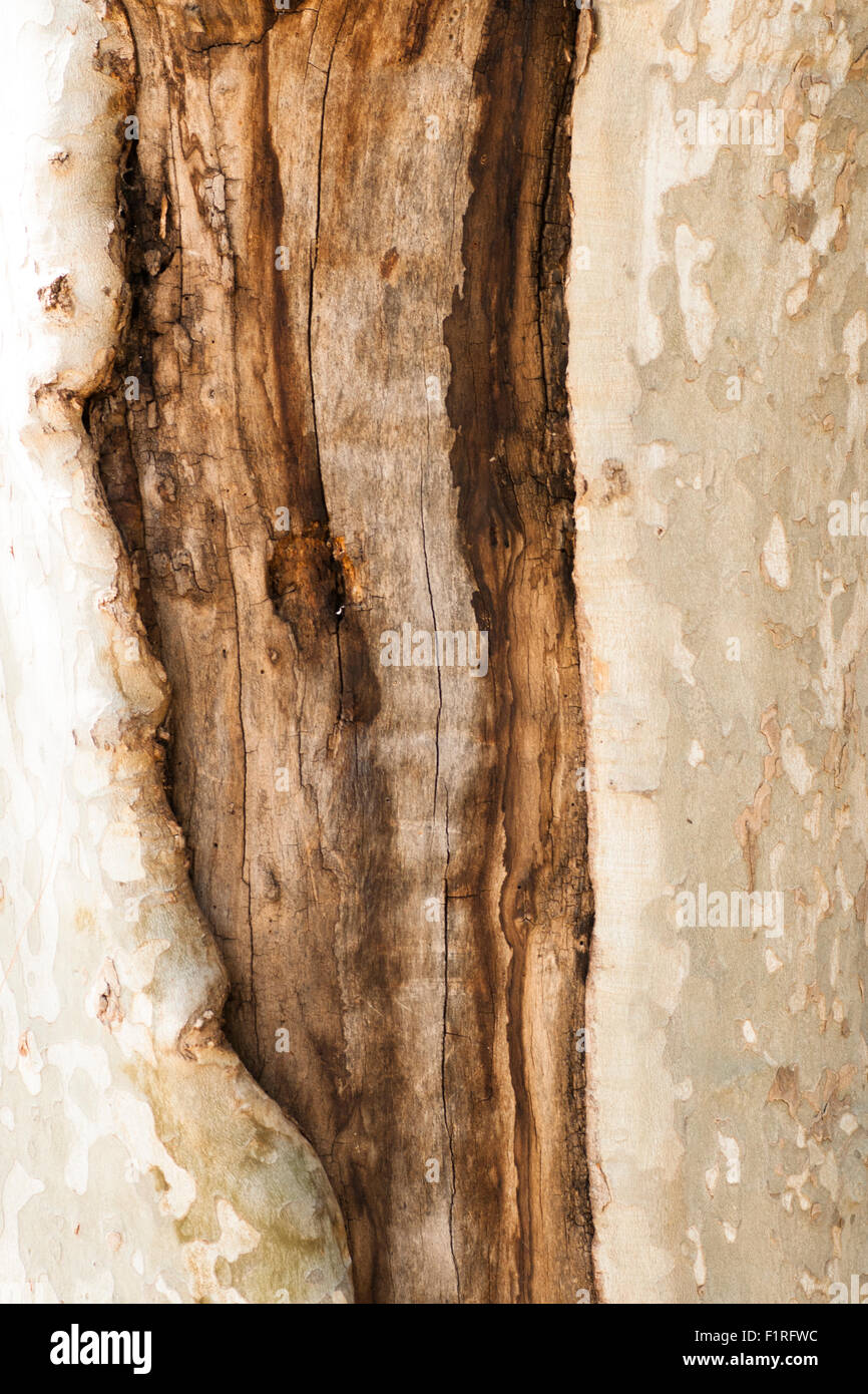 bark tree wound Stock Photo
