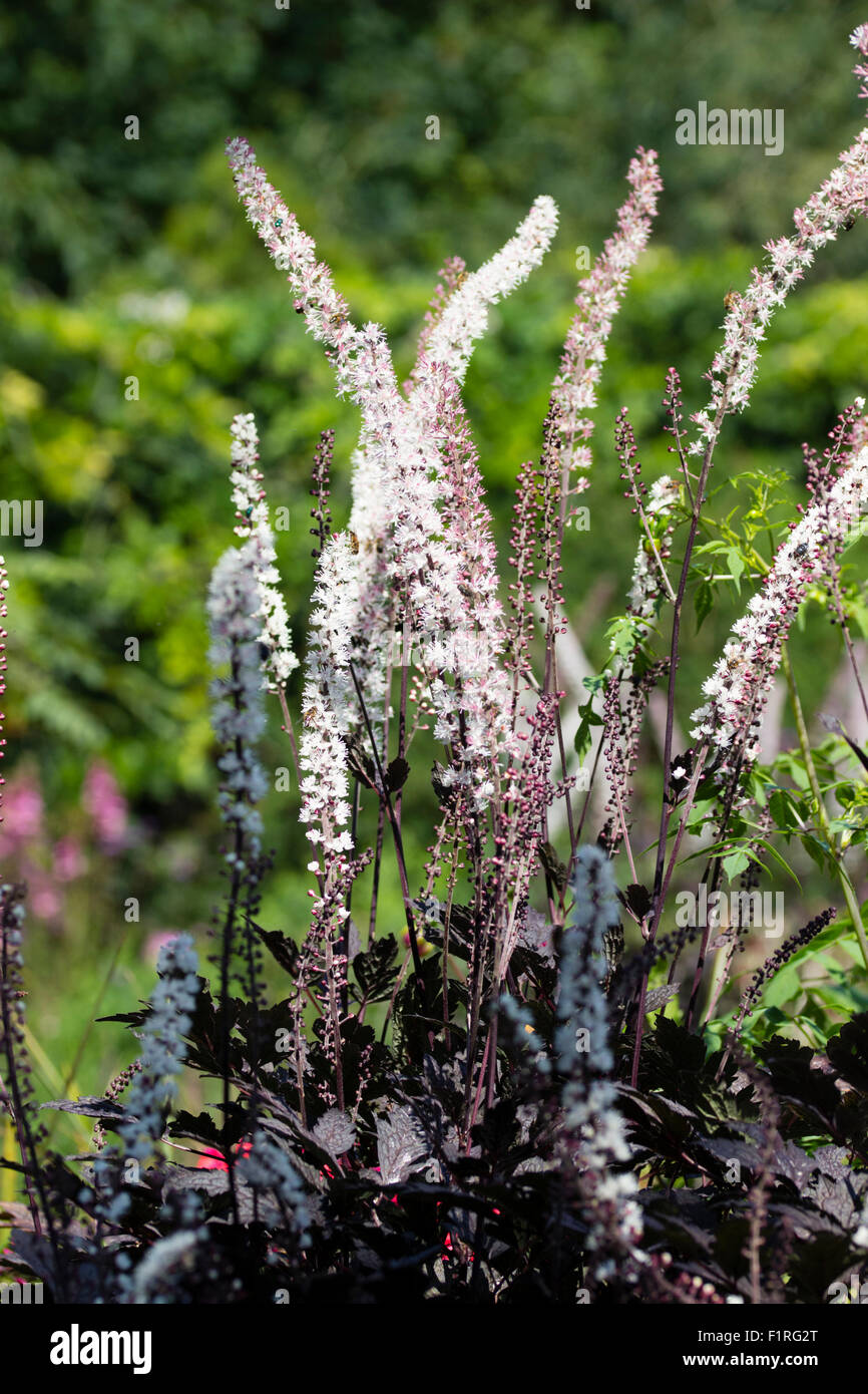 September flowers of the dark leaved perennial, Actaea simplex 'Black Negligee' Stock Photo