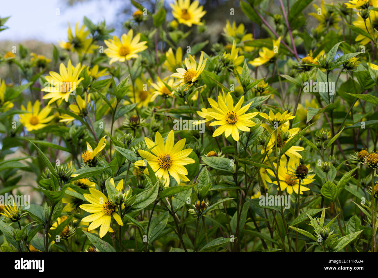 Lemon yellow flowers of the tall growing, early Autumn flowering perennial, Helianthus 'Lemon Queen' Stock Photo