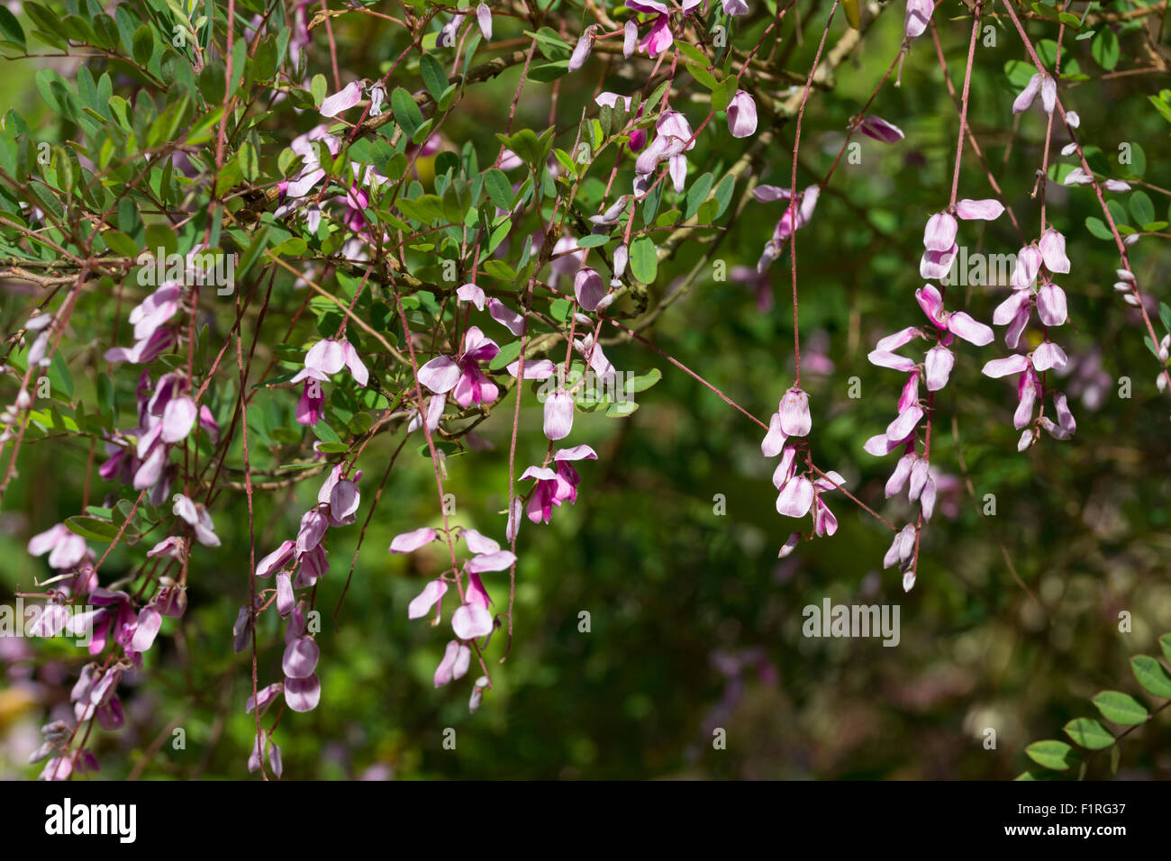 Dangling flower racemes of the weeping indigo, Indigofera pendula, a borderline hardy shrub Stock Photo