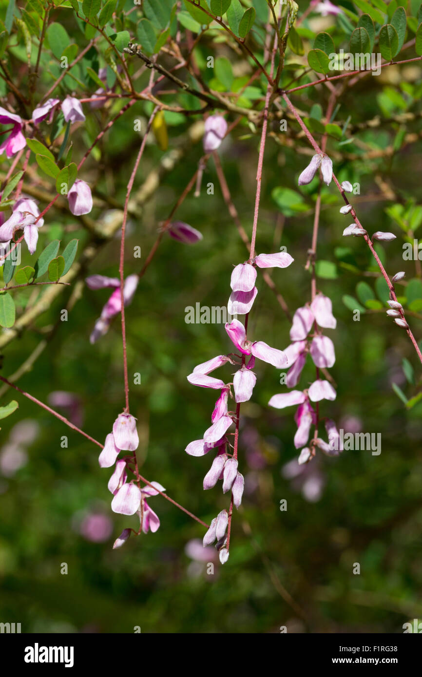 Dangling flower racemes of the weeping indigo, Indigofera pendula, a borderline hardy shrub Stock Photo