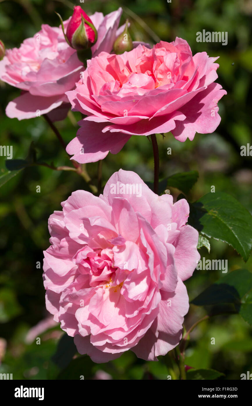 Flowers of the well scented English Rose, Rosa 'Strawberry Hill' Stock Photo