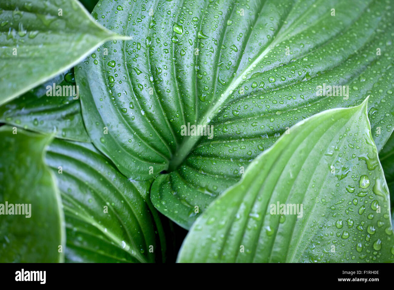 Large green leaves Stock Photo