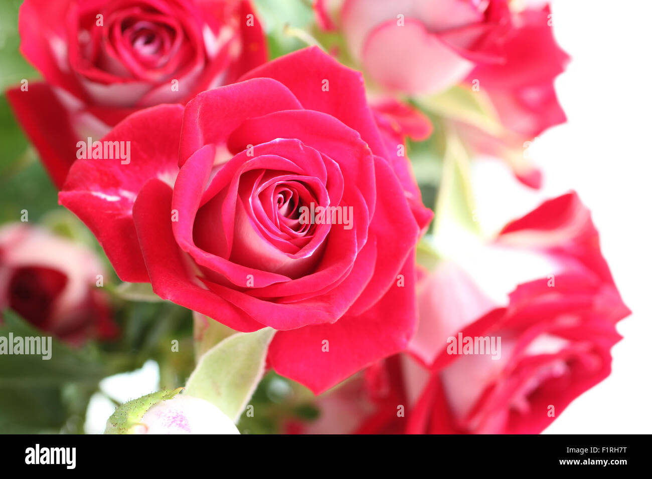 Bouquet of small red roses isolated on white background Stock Photo