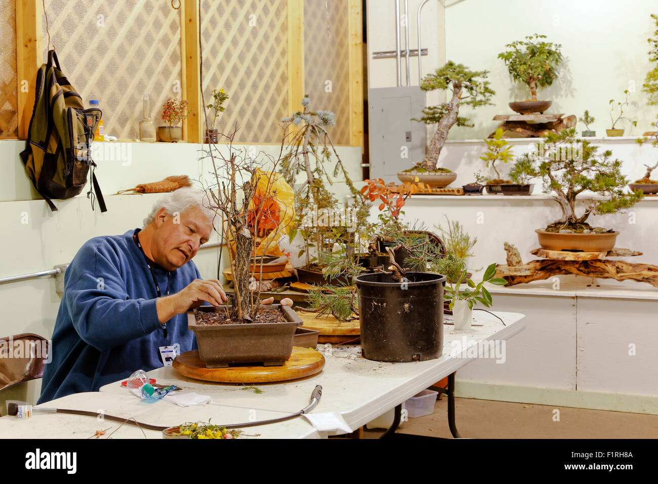 Bonsai Hobbyist pruning Diamond Willow tree. Stock Photo