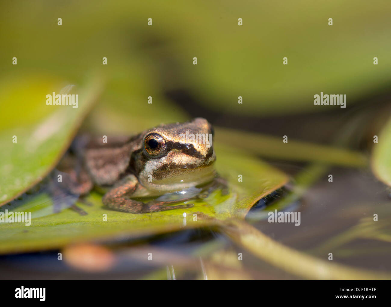 Elkton, Oregon, USA. 6th Sep, 2015. A small tree frog displays a tail as it undergoes metamorphosis as it transition from tadpole into adult frog in a cattle watering trough on a ranch near Elkton. © Robin Loznak/ZUMA Wire/Alamy Live News Stock Photo