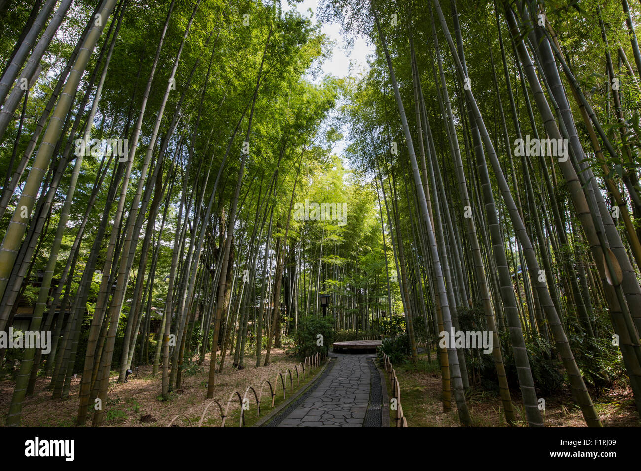Shuzenji Bamboo Forest - Chikurin No Komichi in Shuzenji is a path that follows the Katura River - contrasts between the bamboo Stock Photo