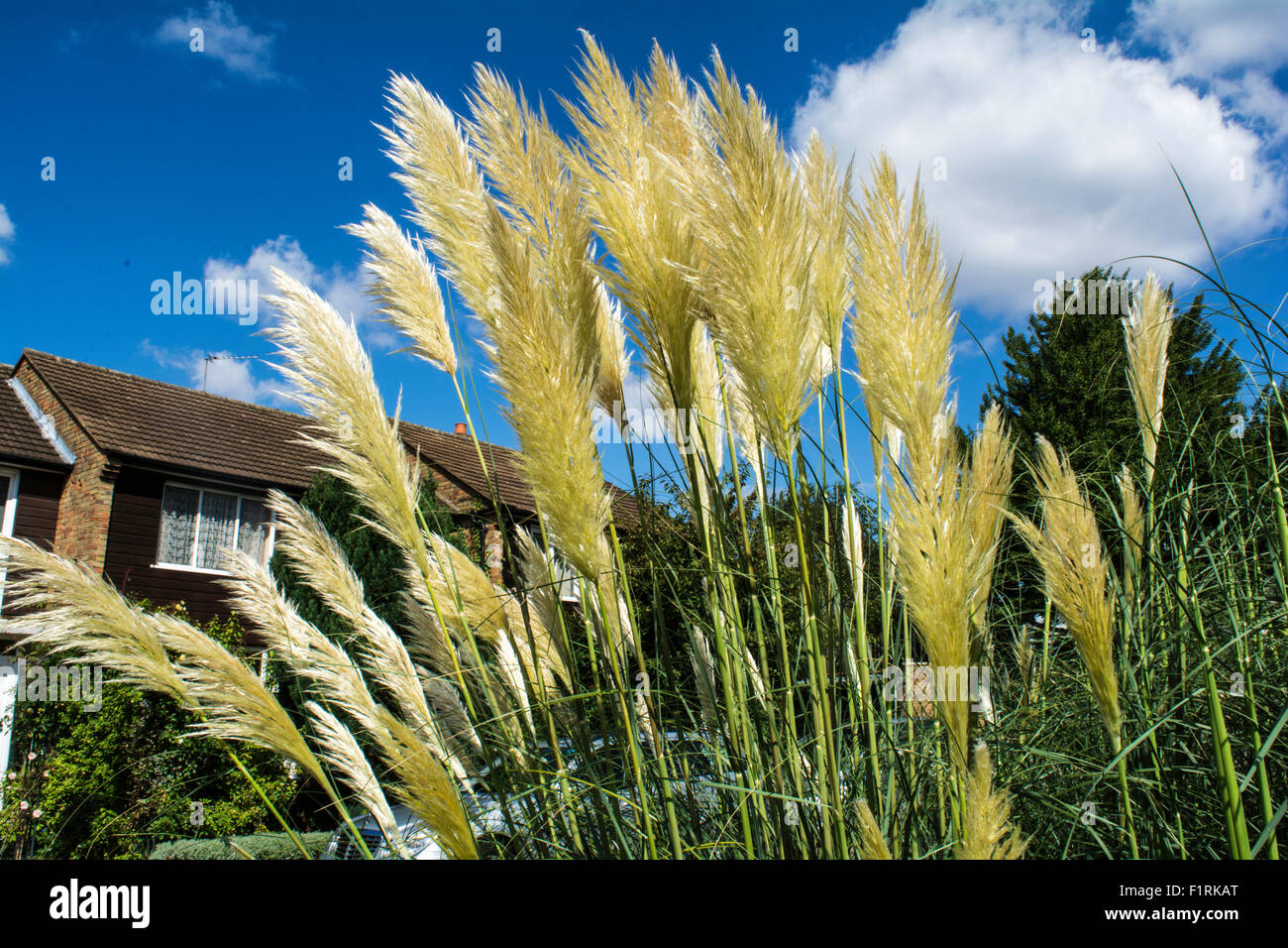 Net curtains and pampas grass signs of swinging suburbia Stock Photo - Alamy