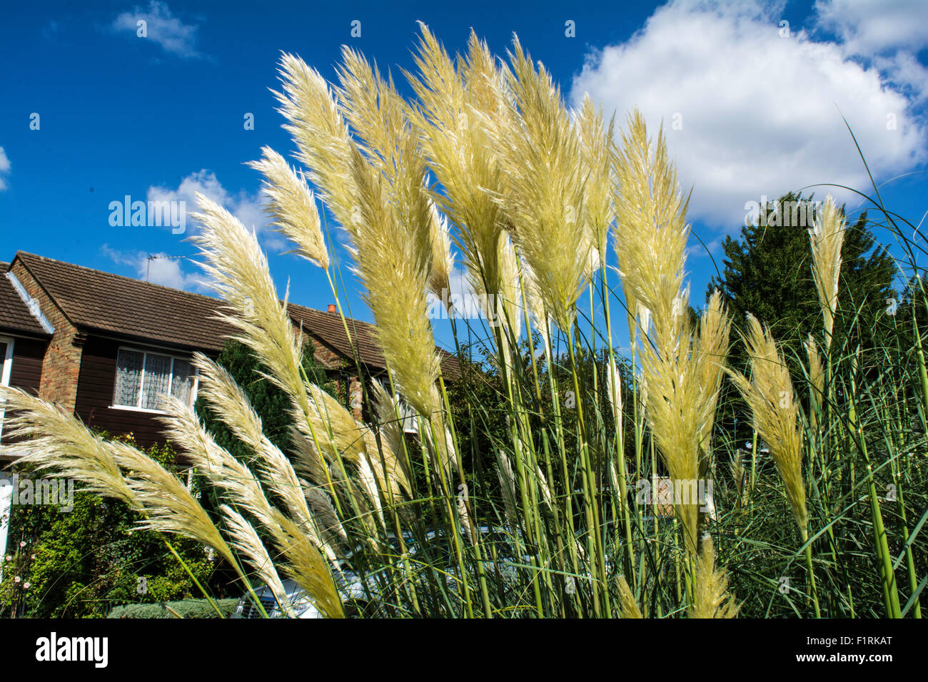 pampas grass swinging Black amature orgy