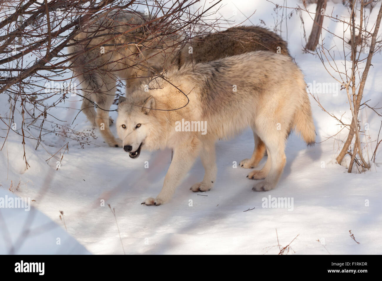 Three wolves playing together stop to eat some snow to quench their thirst in the winter  forest. Stock Photo