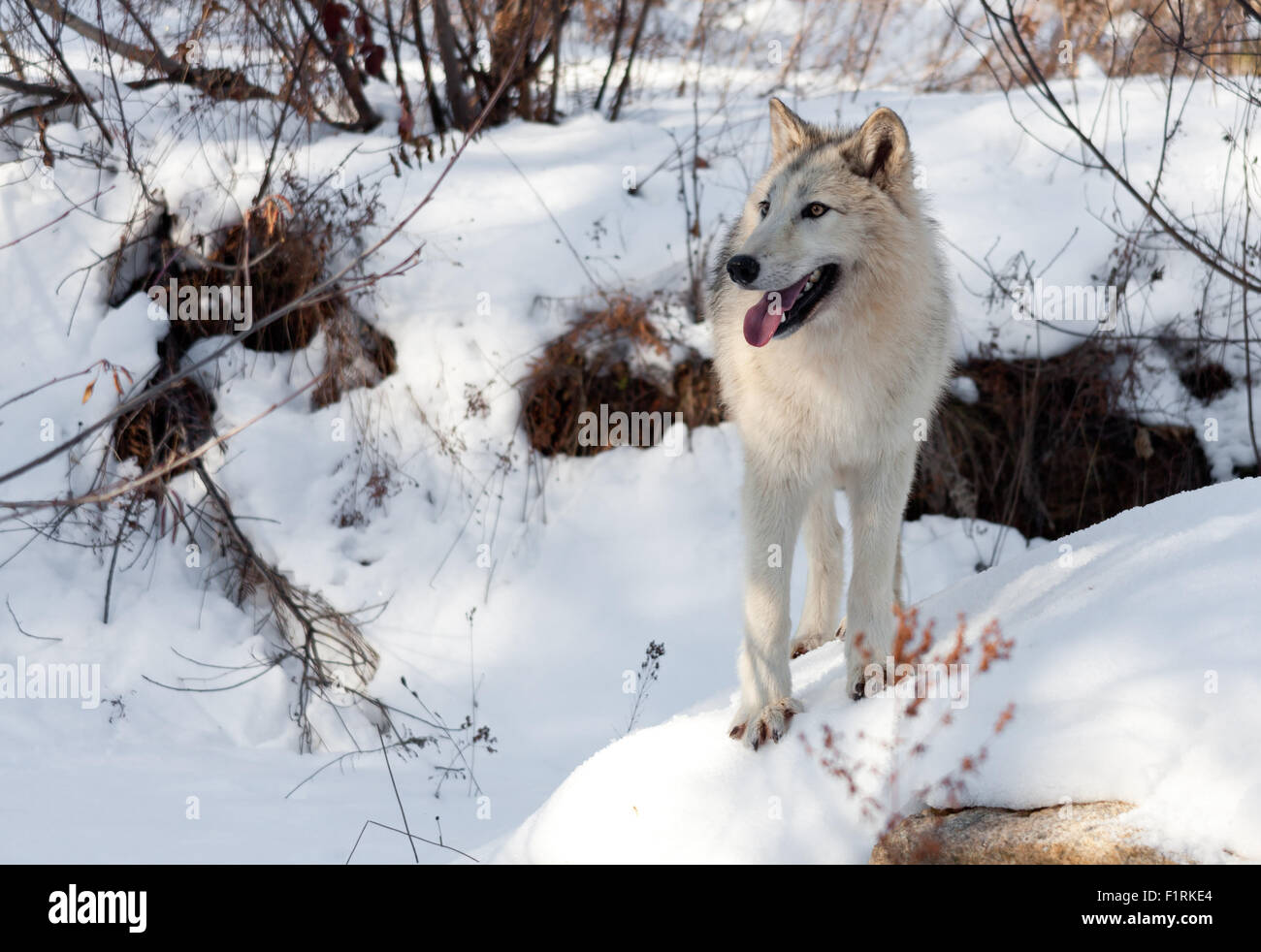 Arctic wolf hybrid hot sale