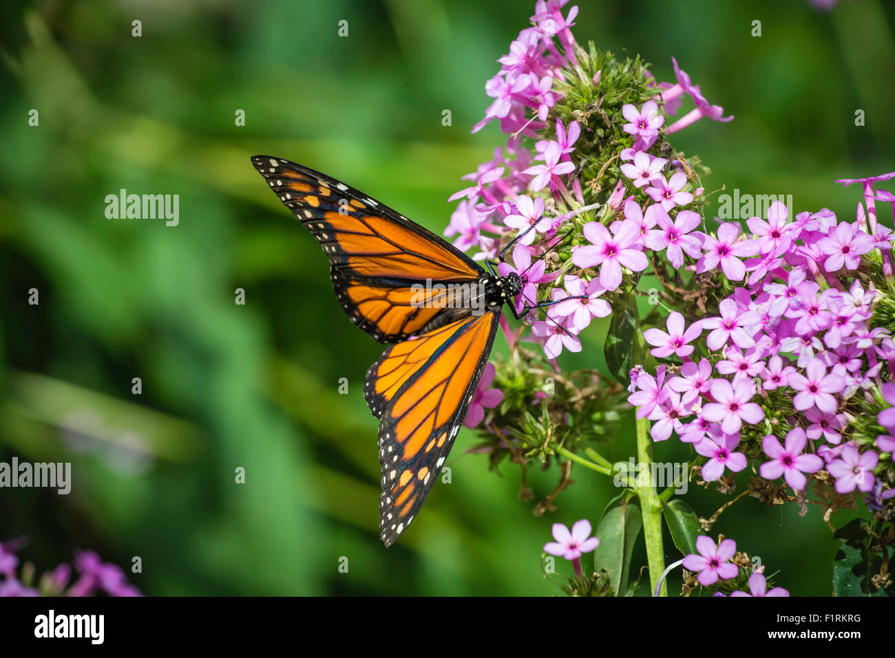 Dreamscapes, festival, Lebanon, PA, USA. 6th Sep, 2015. Annual release