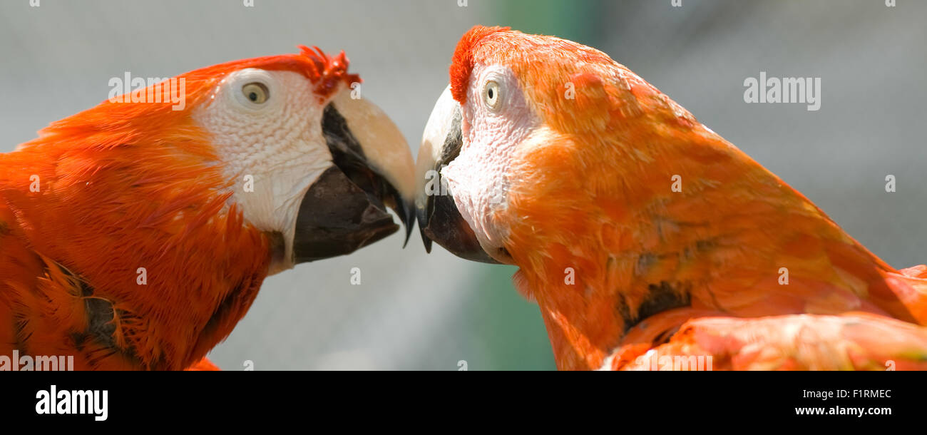 Close-up of a pair of macaws in love, Miami, Florida, USA Stock Photo
