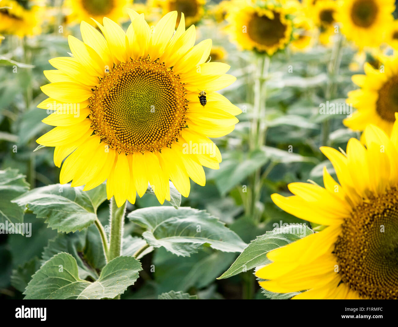 Bee flying away from sunflower Stock Photo Alamy