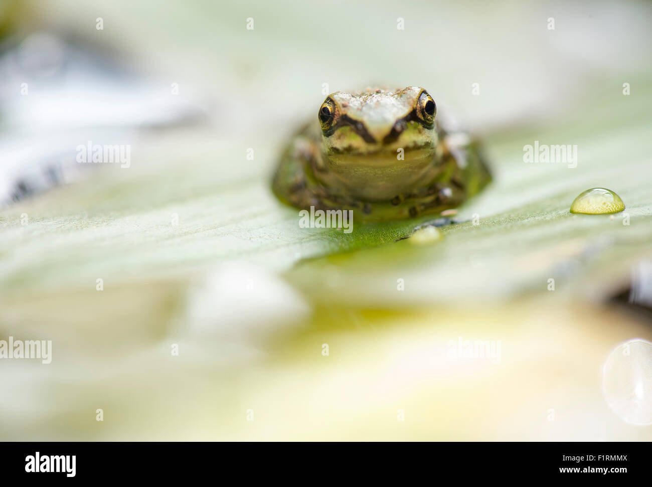Elkton, Oregon, USA. 6th Sep, 2015. A small tree frog undergoes metamorphosis as it transition from tadpole into adult frog in a cattle watering trough on a ranch near Elkton. © Robin Loznak/ZUMA Wire/Alamy Live News Stock Photo