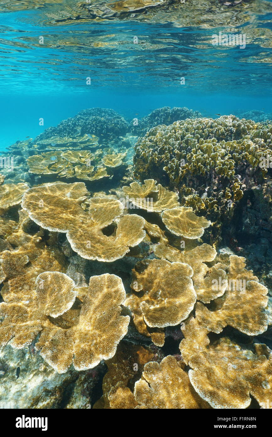 Coral reef underwater with elkhorn and fire corals, Caribbean sea, Mexico Stock Photo