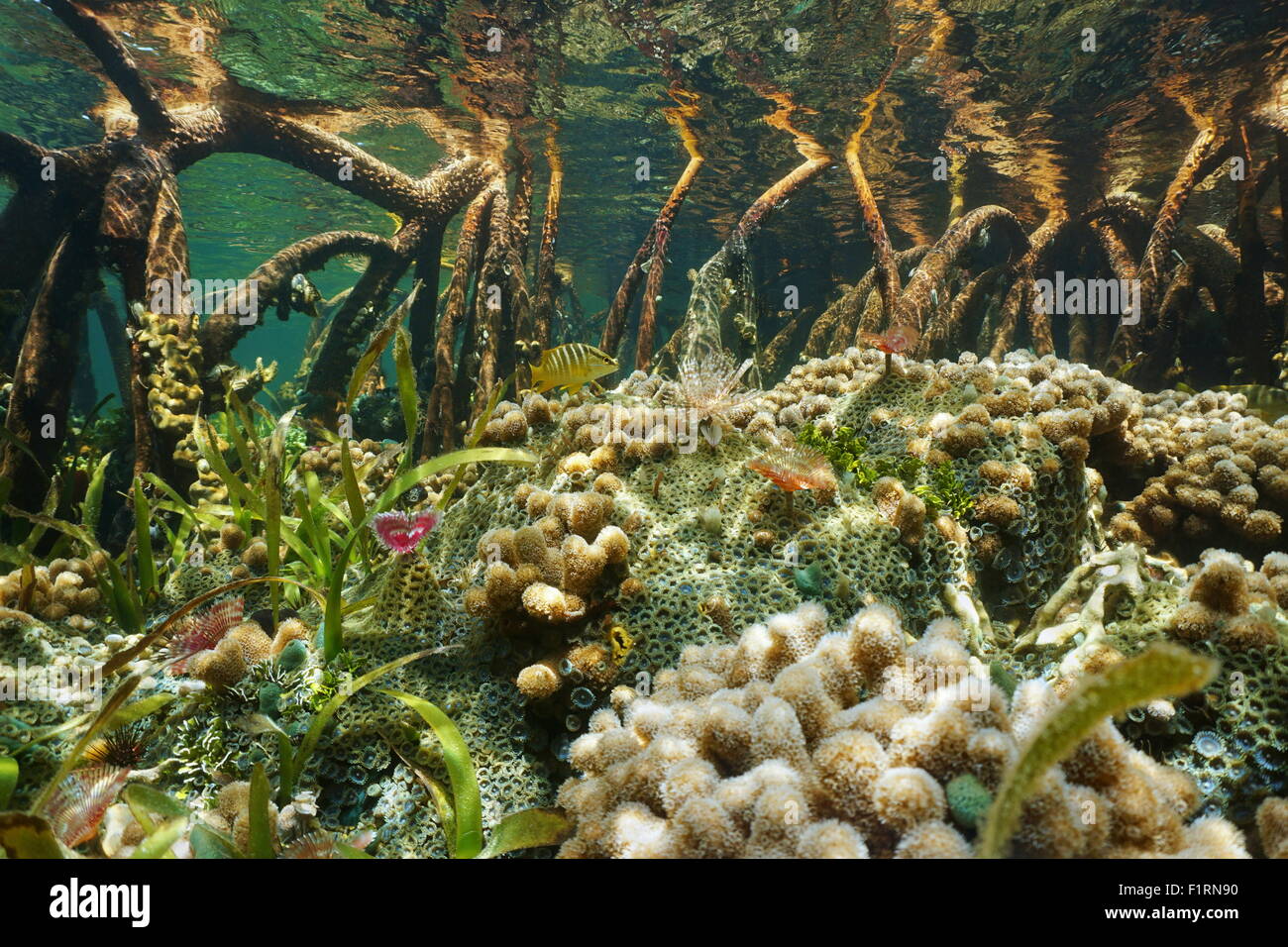 Mangrove ecosystem underwater with marine life on the ocean floor between the tree roots, Bahamas Stock Photo