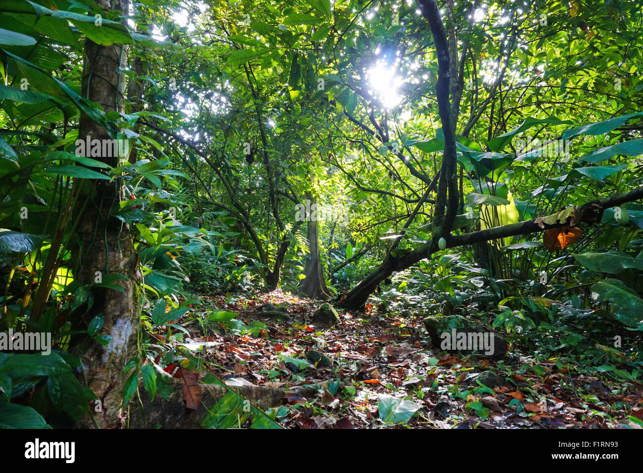 Small path crossing the jungle with lush foliage, natural light, Costa Rica , Central America Stock Photo