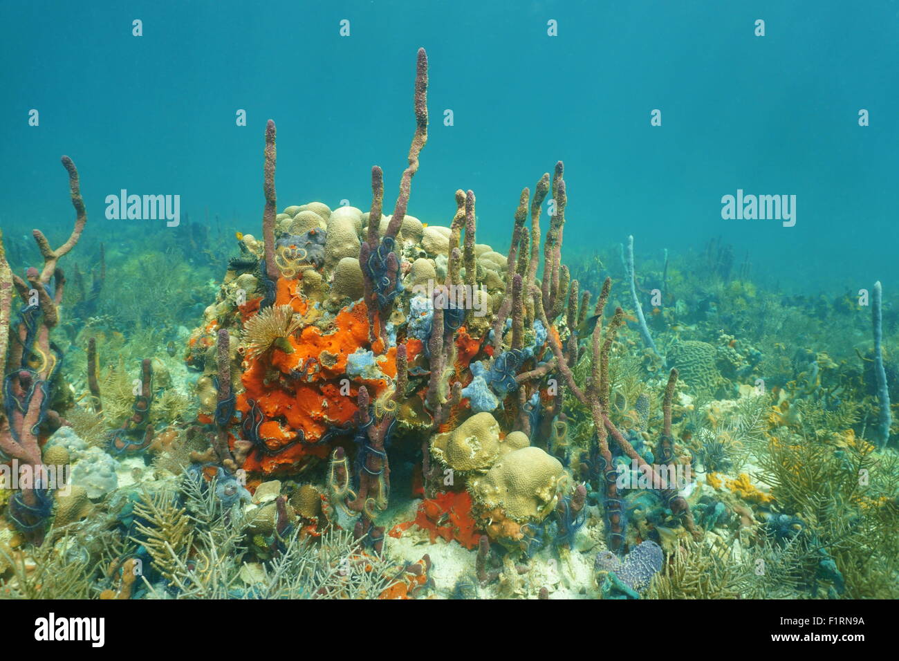 Underwater landscape on a coral reef with colorful sponges, Caribbean sea, Mexico Stock Photo