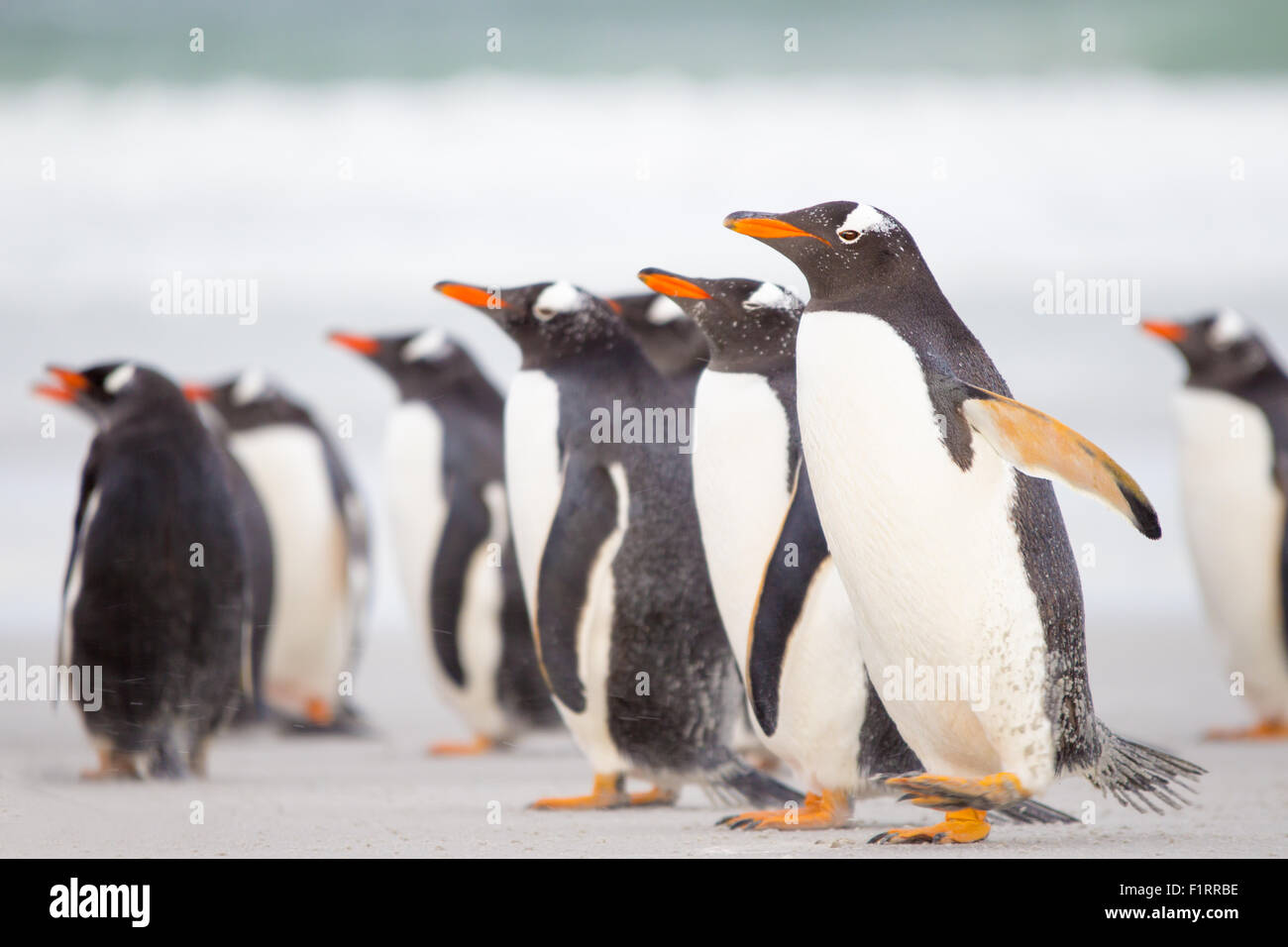 Penguins on the beach with azure sea in background. Falkland Islands. Stock Photo