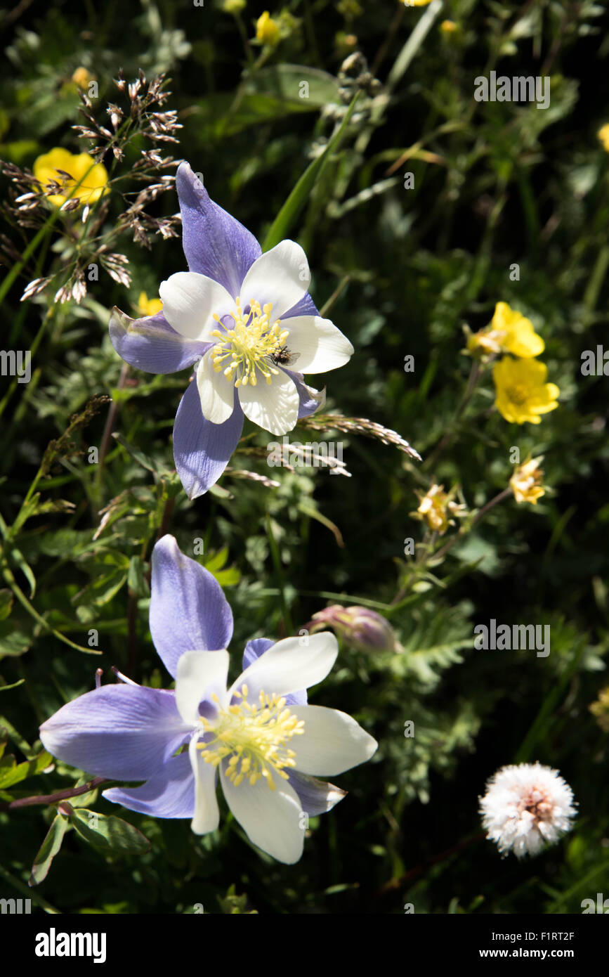 Blue Columbine Seeds for Planting | Native Shade Loving Perennial - Sow