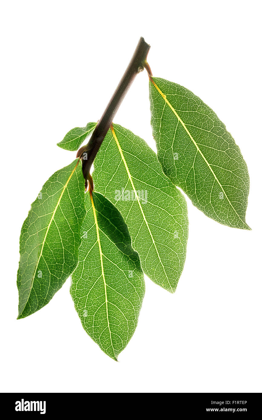 Fresh bay leaves on a branch. Laurel. Backlit leaf Stock Photo Alamy