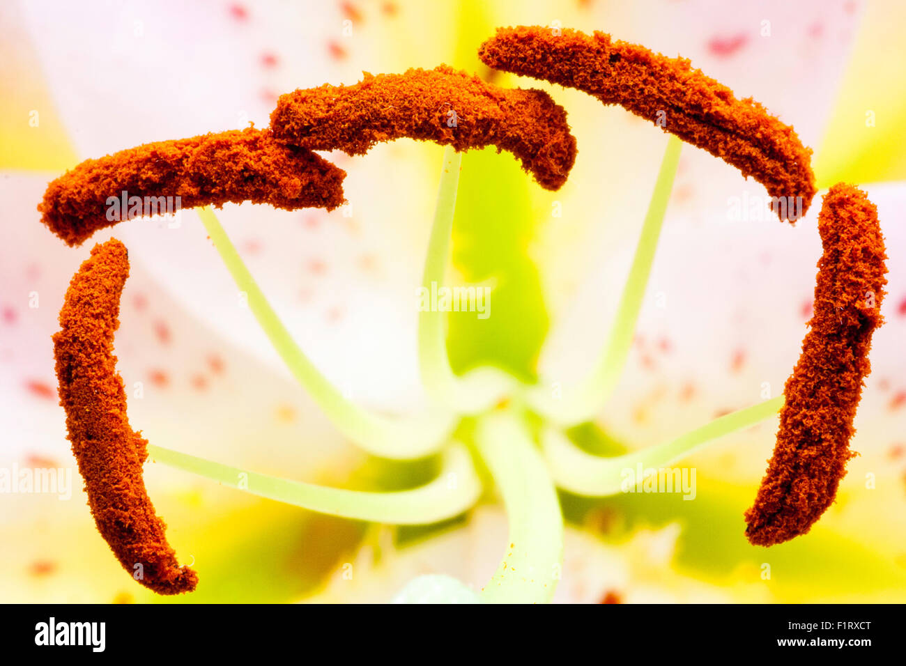 Garden flower. Stargazer Lily, Star Glazer lily, Lilium. Filament and