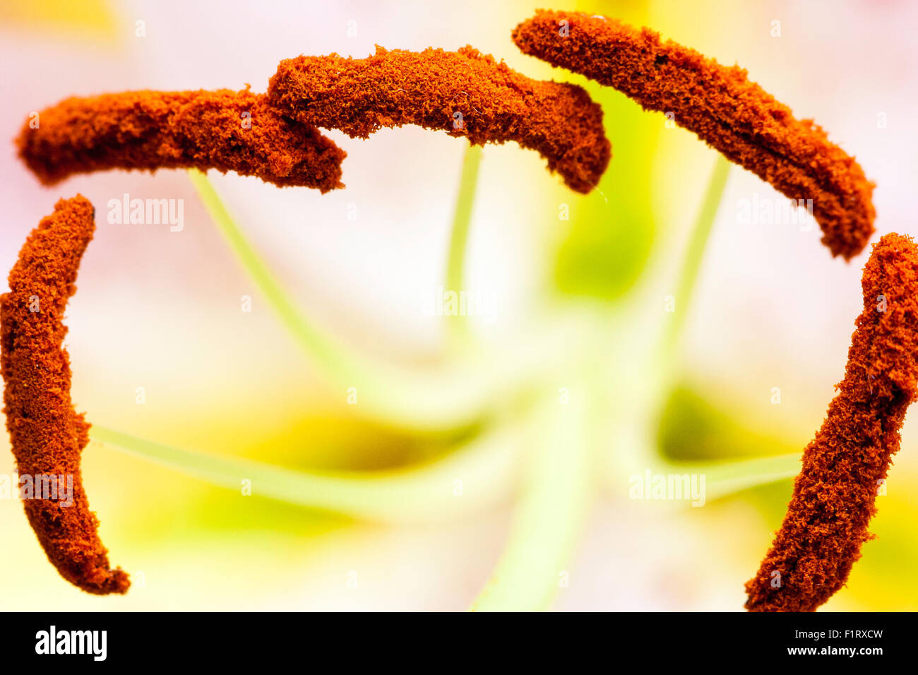 Garden flower. Stargazer Lily, Star Glazer lily, Lilium. Filament and