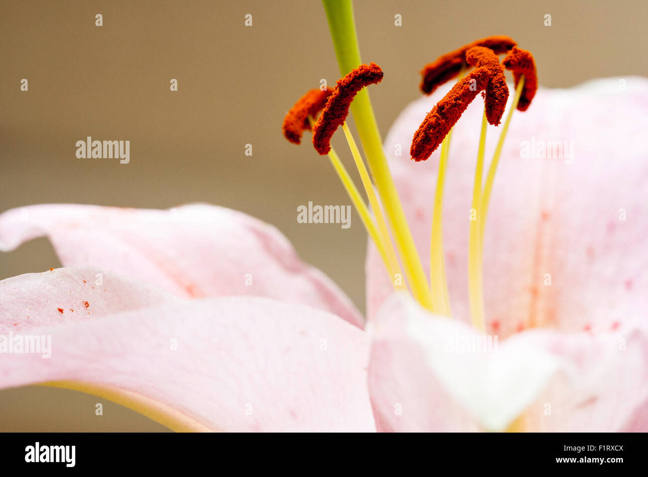 Garden flower. Stargazer Lily, Star Glazer lily, Lilium. Filament and