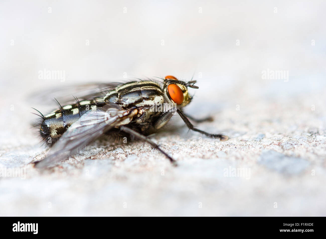 Insect. Flesh fly, 'Sarcophaga carnaria'. Close up macro shot, of the fly sitting on concrete, side view, shallow focus. Stock Photo