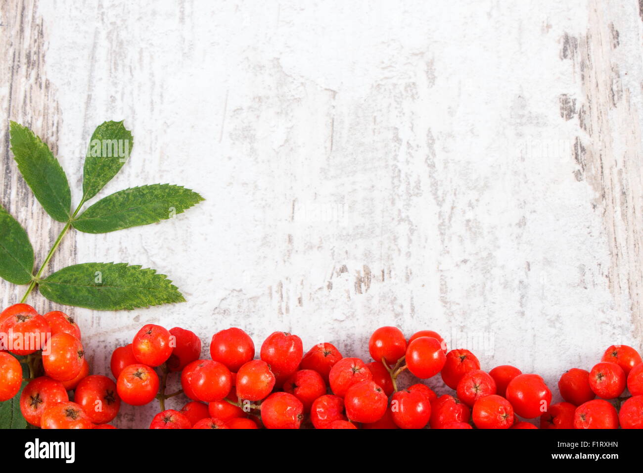 Red autumn rowan with green leaves with copy space for text, old rustic ...