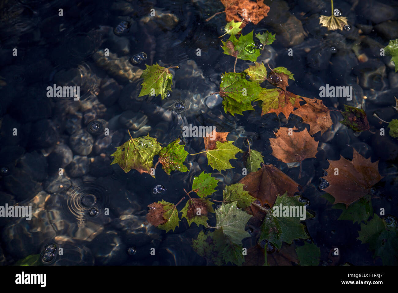 Dead leaves floating in a pond, Kenwood, California, USA Stock Photo