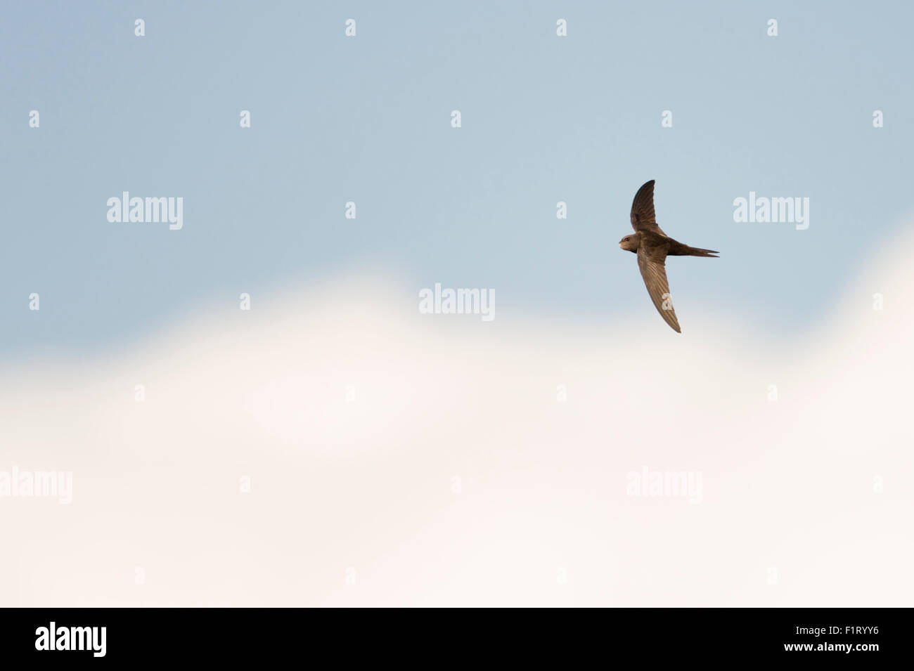 Common Swift / Mauersegler ( Apus apus ) in flight in front of blue cloudy sky. Stock Photo