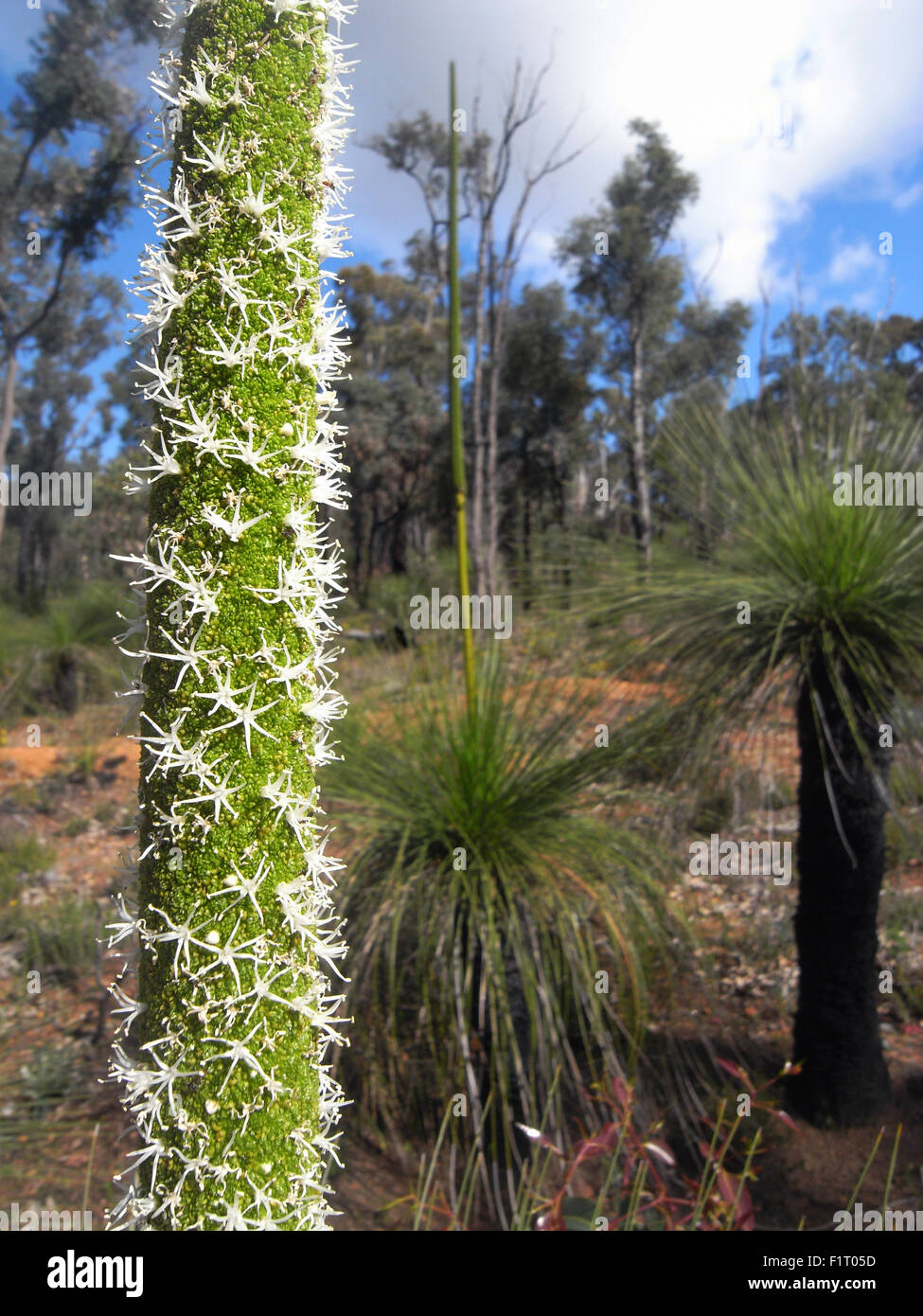 Flower across the world hires stock photography and images Alamy