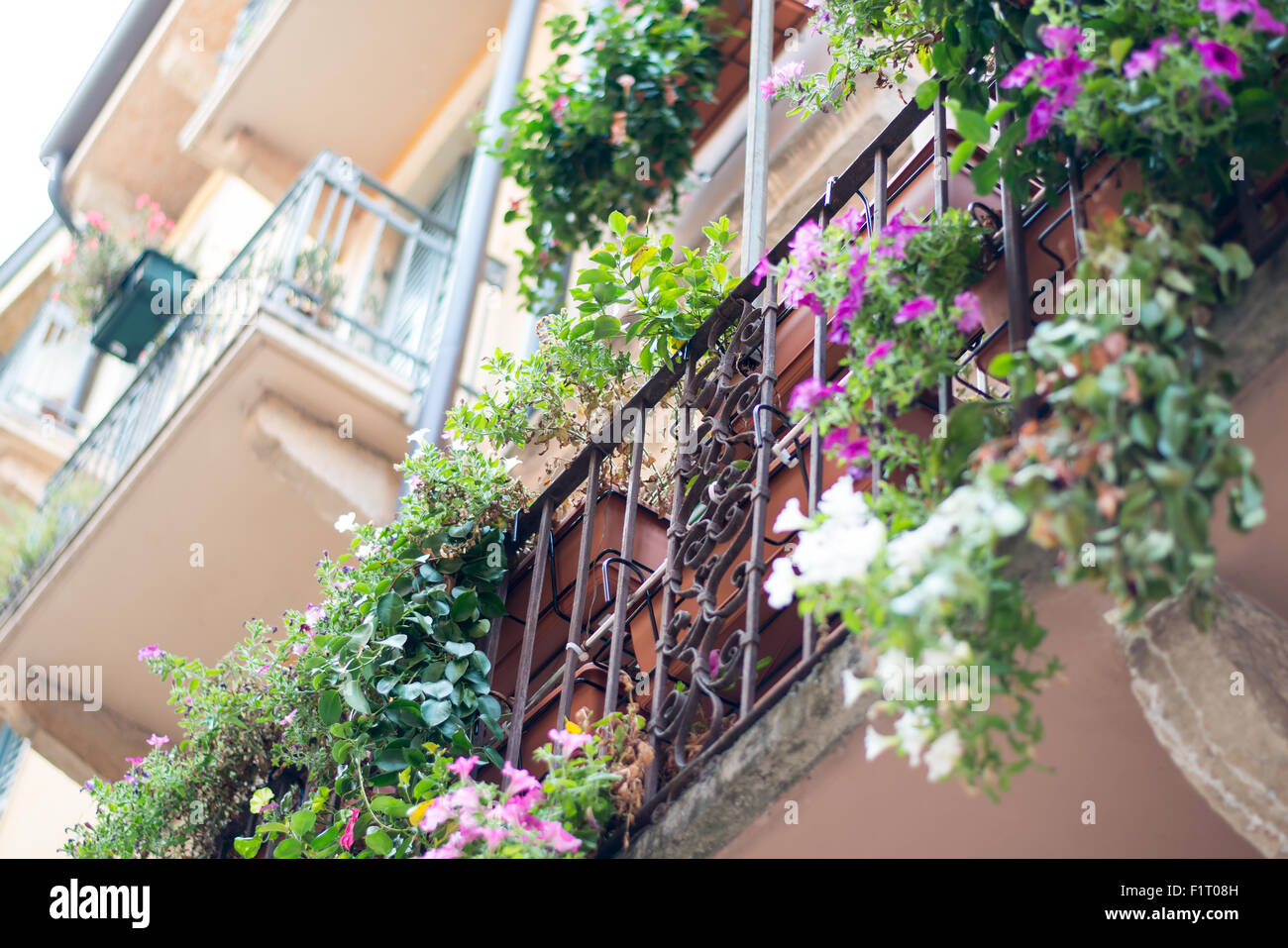 Window sill with flowers Stock Photo - Alamy