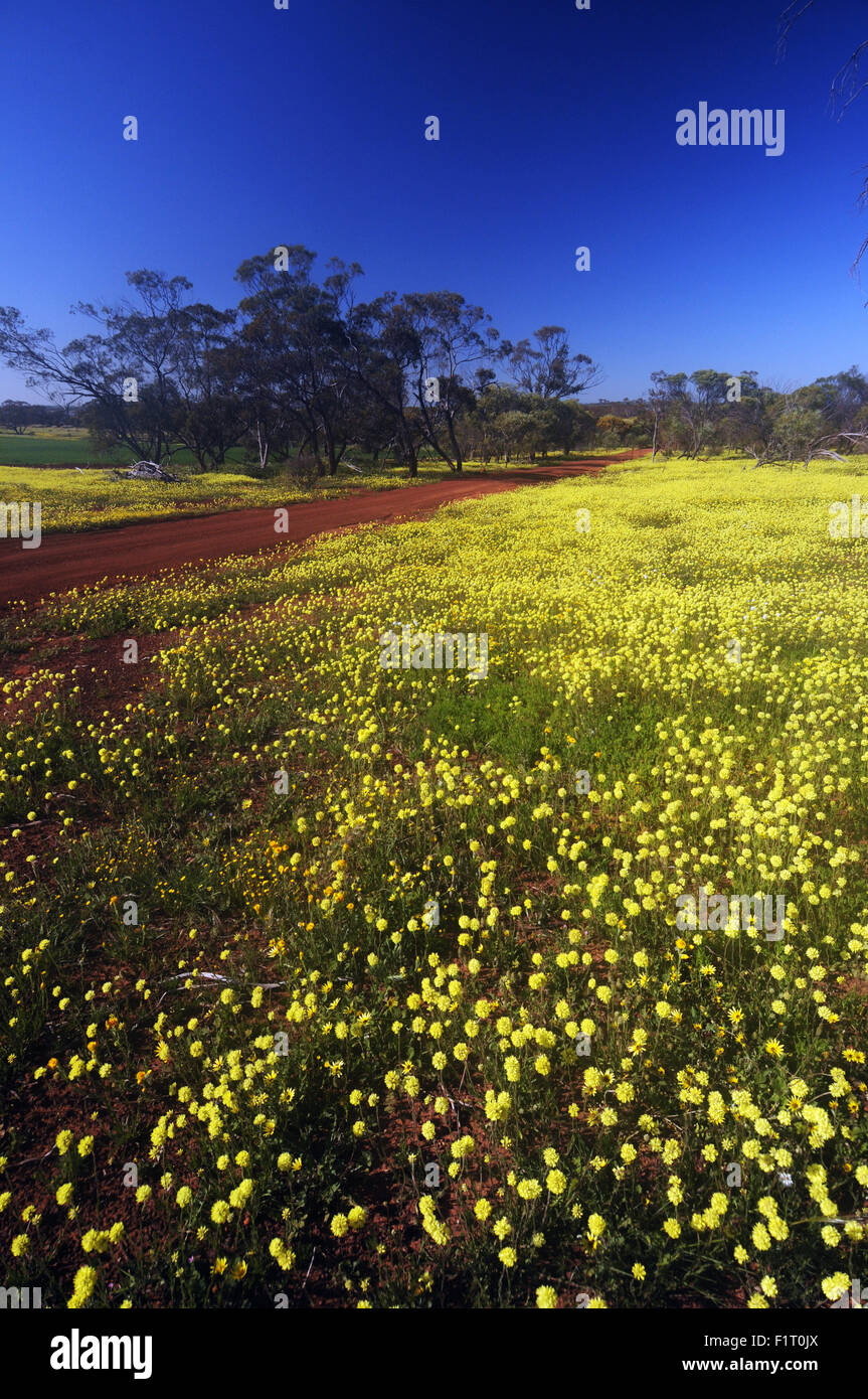 Moora, Wheatbelt region, Western Australia, 6 September 2015 Spring