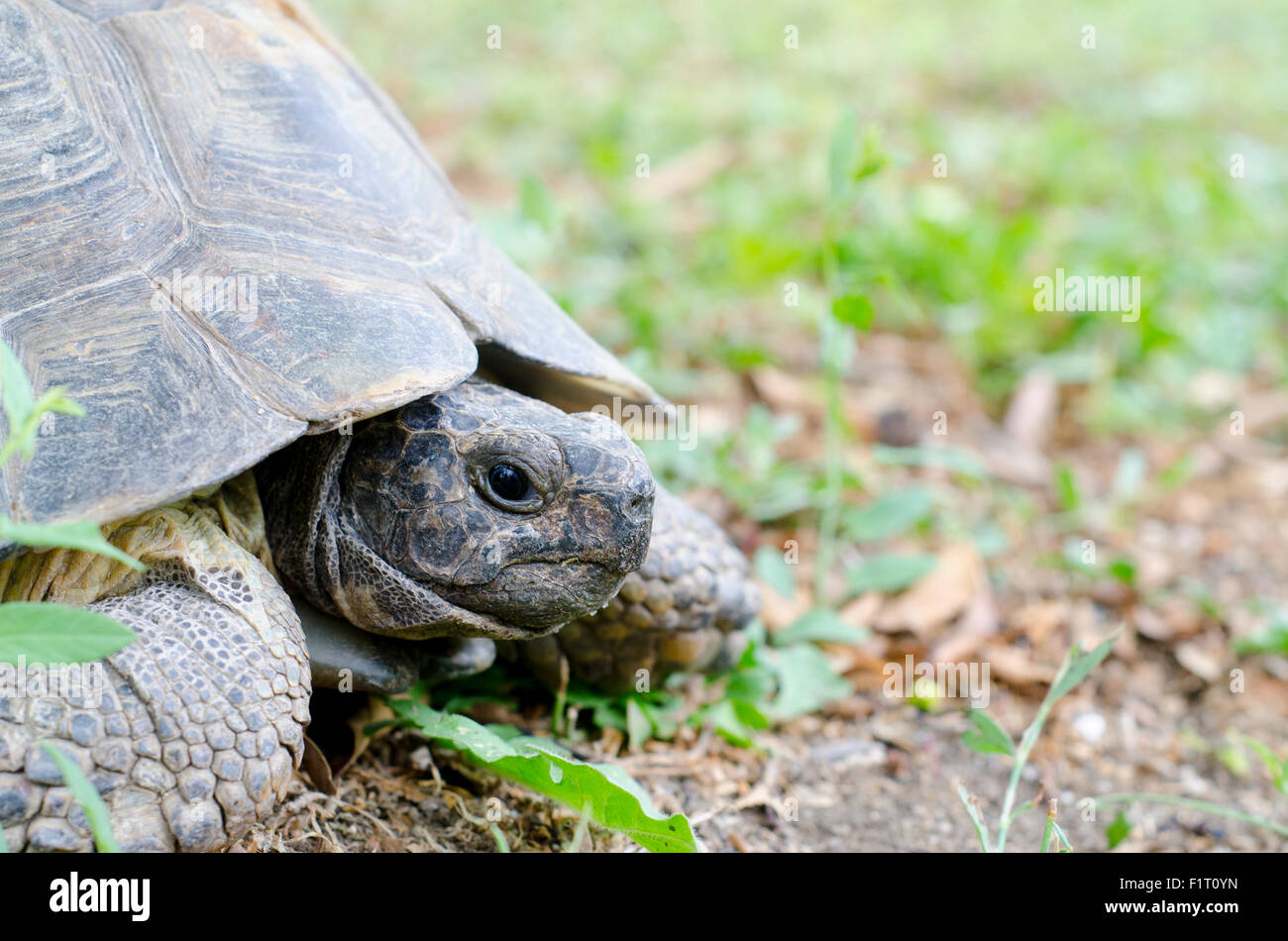 Portrait of a giant land turtle for nature Stock Photo Alamy