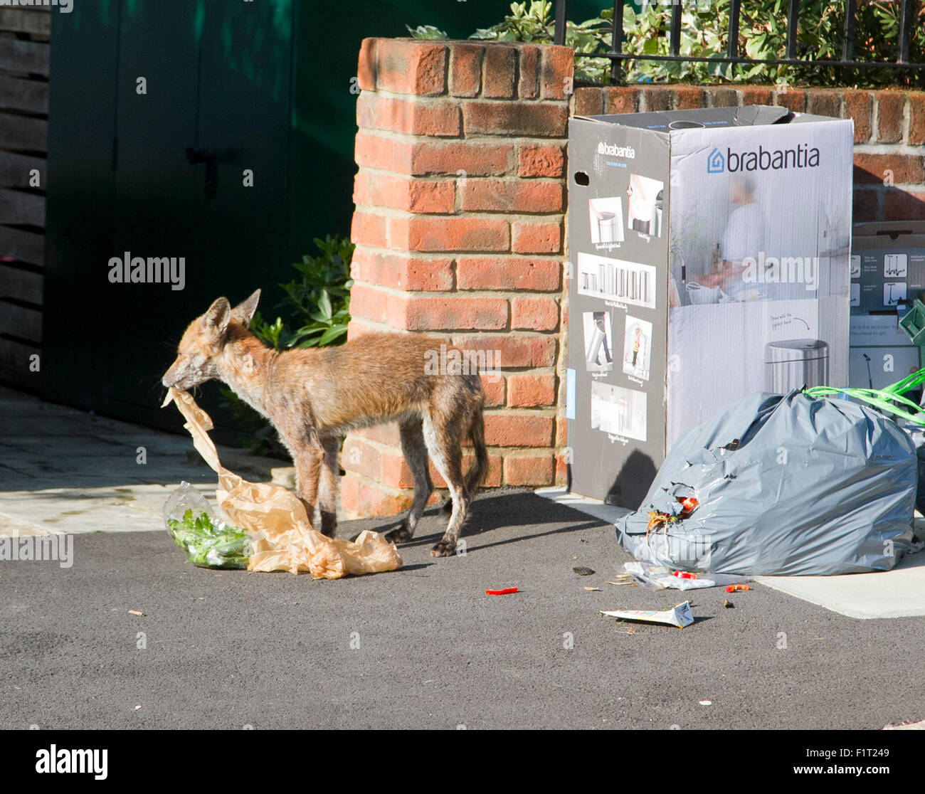 Wimbledon London,UK. 7th September 2015. A fox is spotted rummaging