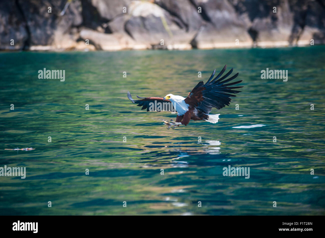 African fish eagle (Haliaeetus vocifer) hunting fish, Nkhata Bay, Lake Malawi, Malawi, Africa Stock Photo