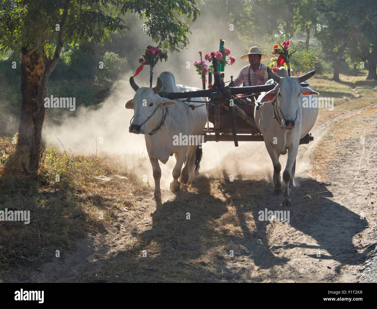 Bullock cart in Bagan, Myanmar (Burma), Asia Stock Photo Alamy