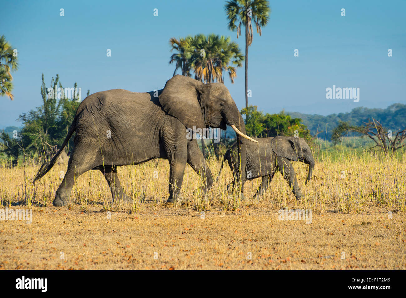 African elephant and calf hi-res stock photography and images - Alamy