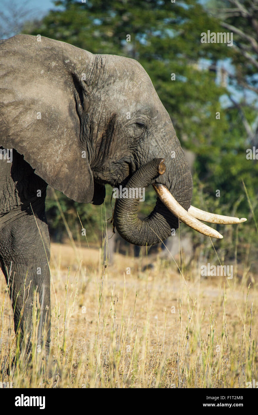 African bush elephant (Loxodonta africana), Liwonde National Park, Malawi, Africa Stock Photo