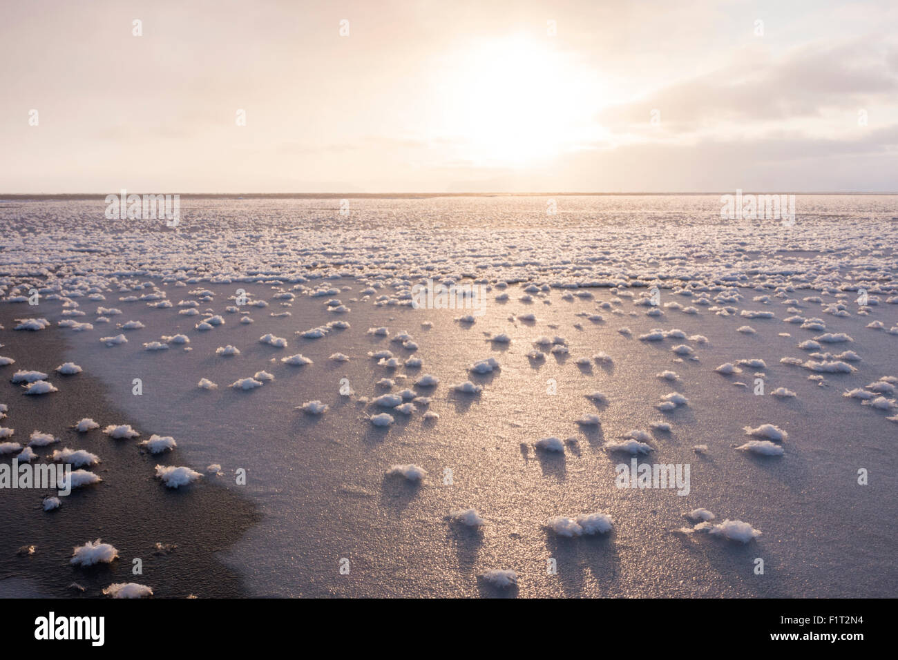 Frost flowers formed on thin sea ice when the atmosphere is much colder than the underlying ice, Greenland, Denmark Stock Photo