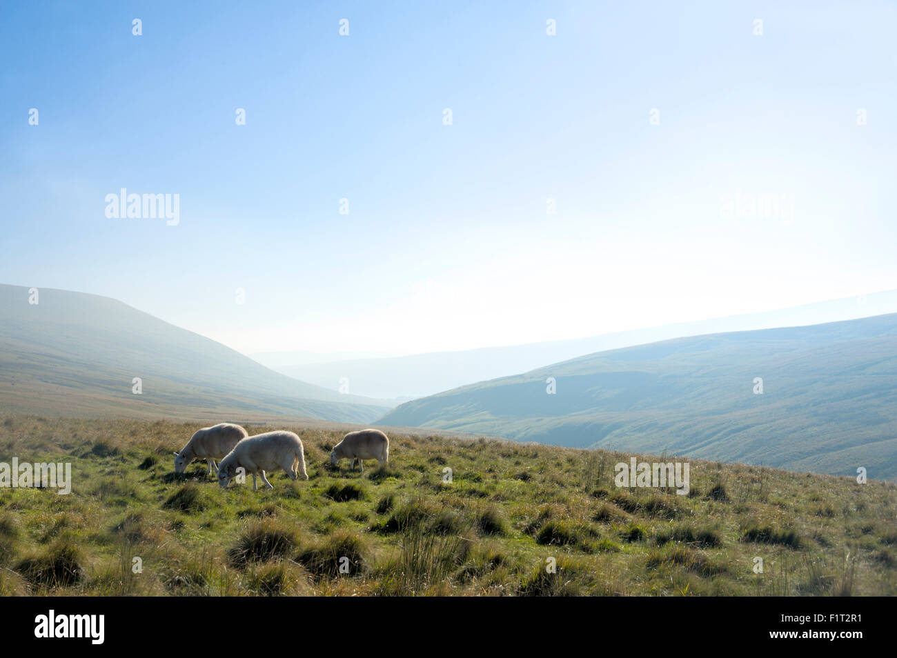View in The Brecon Beacons National Park, Wales, United Kingdom, Europe Stock Photo