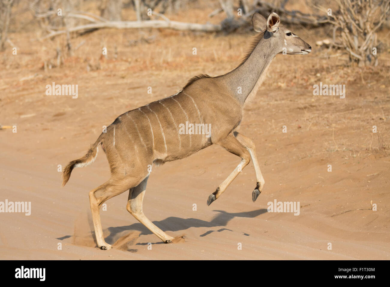 Kudu antelope Stock Photo