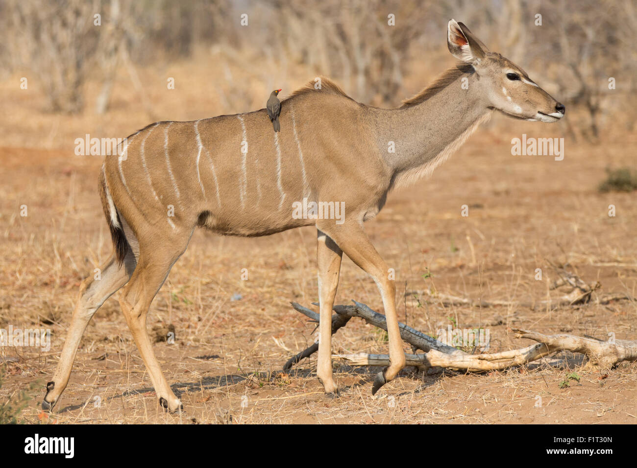Kudu antelope and bird Stock Photo