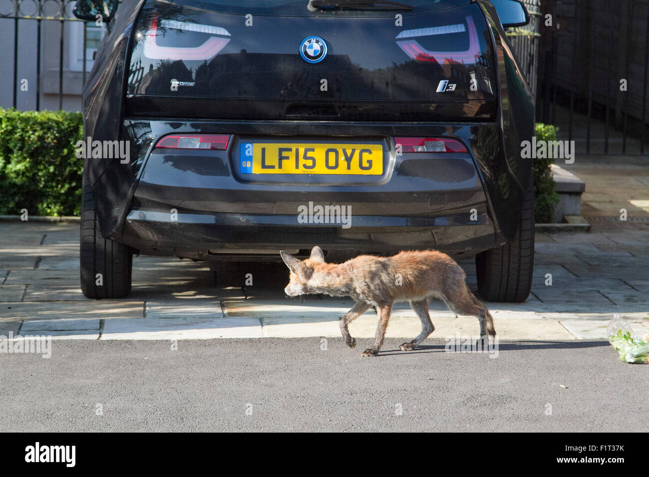 Wimbledon London,UK. 7th September 2015. A fox is spotted rummaging through household waste and rubbish bags before collection by Merton council Credit:  amer ghazzal/Alamy Live News Stock Photo