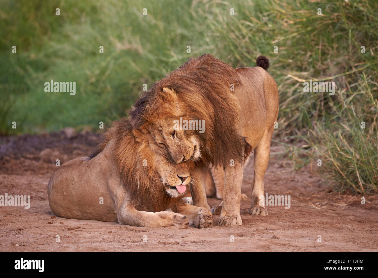 Two lions (Panthera leo), Serengeti National Park, Tanzania, East Africa, Africa Stock Photo